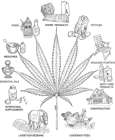 The Benefits of Hemp